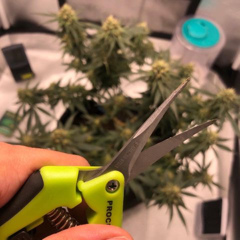 Super Lemon Haze growlog photo: Pós Desfoliação 