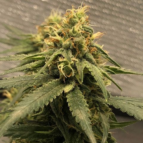 Super Lemon Haze growlog photo: Pós Desfoliação 