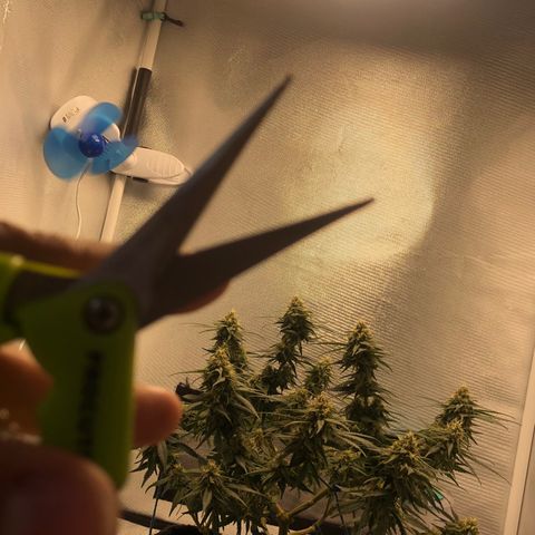 Super Lemon Haze growlog photo: Pós Desfoliação 