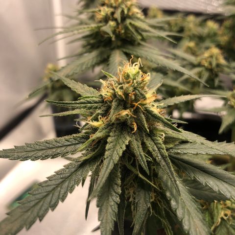 Super Lemon Haze growlog photo: Pós Desfoliação 