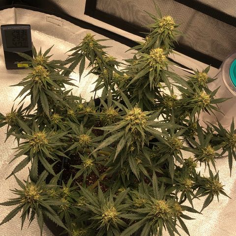 Super Lemon Haze growlog photo: Pós Desfoliação 