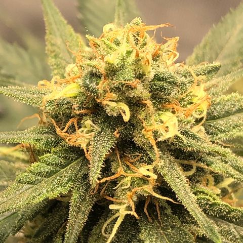 Super Lemon Haze growlog timeline photo