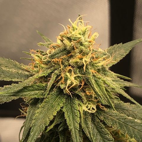 Super Lemon Haze growlog timeline photo