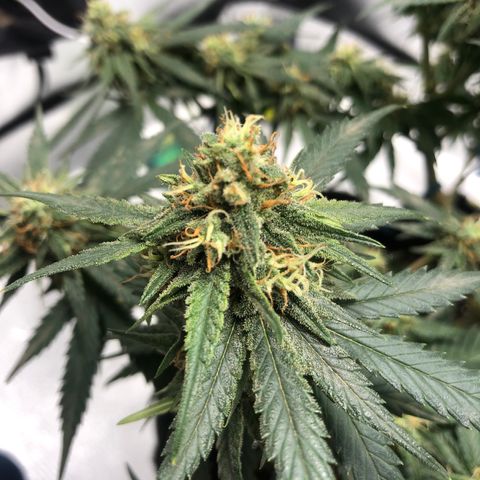 Super Lemon Haze growlog timeline photo