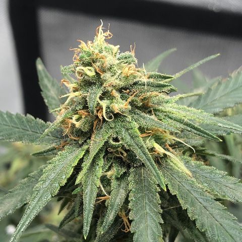 Super Lemon Haze growlog timeline photo