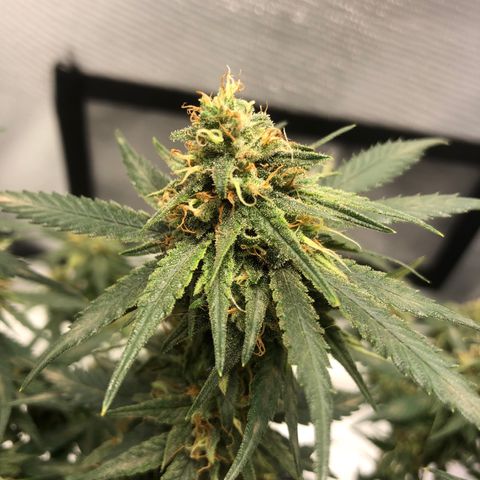 Super Lemon Haze growlog timeline photo
