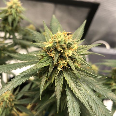 Super Lemon Haze growlog timeline photo