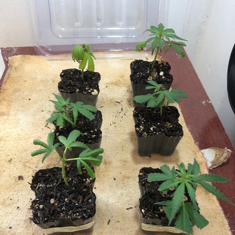 Super Lemon Haze - Clone 2º Geração growlog photo: 5/6 clones com ótima aparência, mais temos um soldado doente…