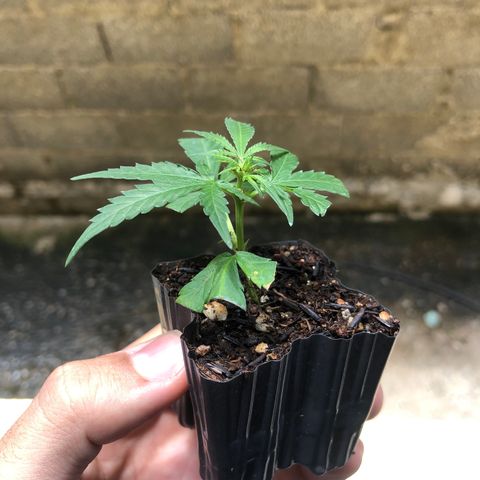 Super Lemon Haze - Clone 2º Geração growlog timeline photo