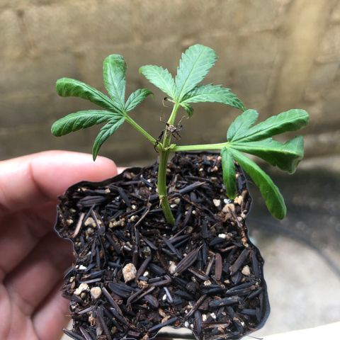 Super Lemon Haze - Clone 2º Geração growlog timeline photo