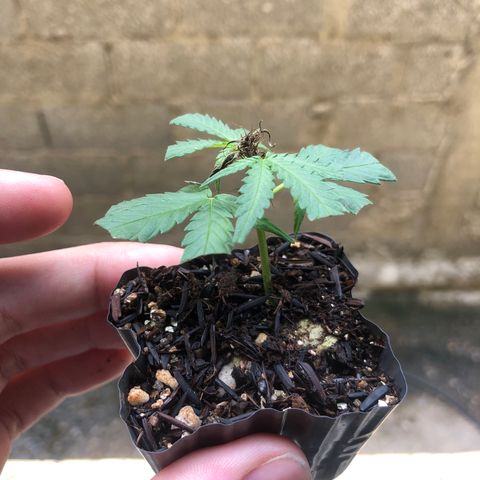 Super Lemon Haze - Clone 2º Geração growlog timeline photo