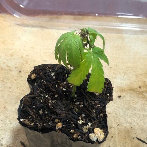 Super Lemon Haze - Clone 2º Geração growlog timeline photo