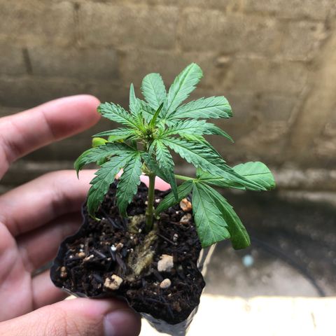 Super Lemon Haze - Clone 2º Geração growlog timeline photo