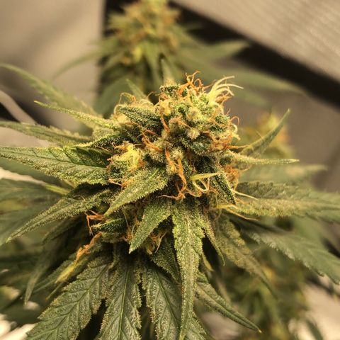 Super Lemon Haze growlog timeline photo