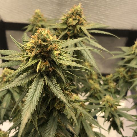 Super Lemon Haze growlog timeline photo