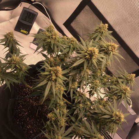 Super Lemon Haze growlog timeline photo