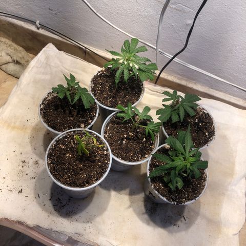 Super Lemon Haze - Clone 2º Geração growlog timeline photo