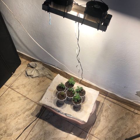Super Lemon Haze - Clone 2º Geração growlog timeline photo