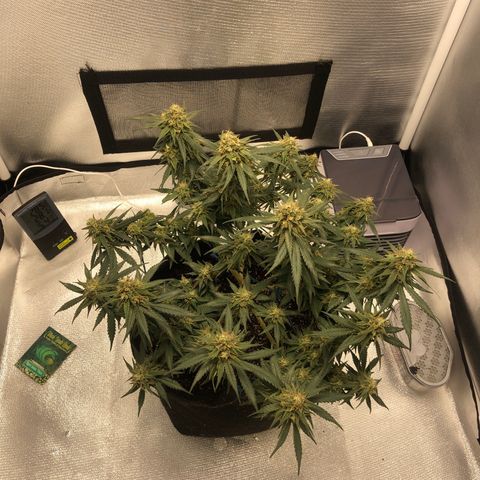 Super Lemon Haze growlog timeline photo