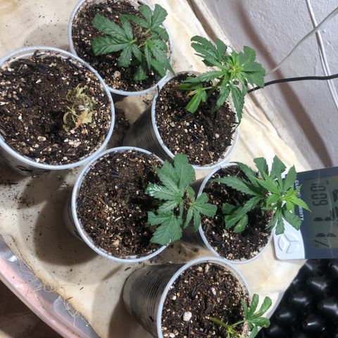 Super Lemon Haze - Clone 2º Geração growlog timeline photo