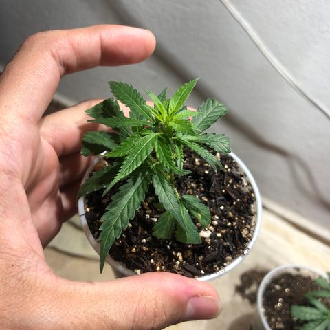 Super Lemon Haze - Clone 2º Geração growlog timeline photo