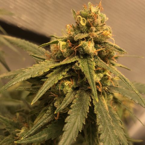 Super Lemon Haze growlog timeline photo