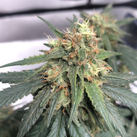 Super Lemon Haze growlog timeline photo