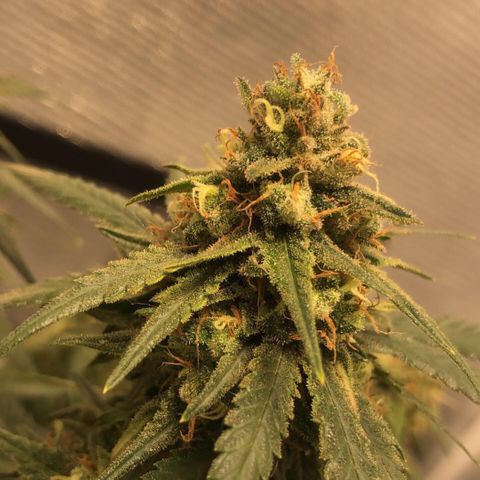Super Lemon Haze growlog timeline photo