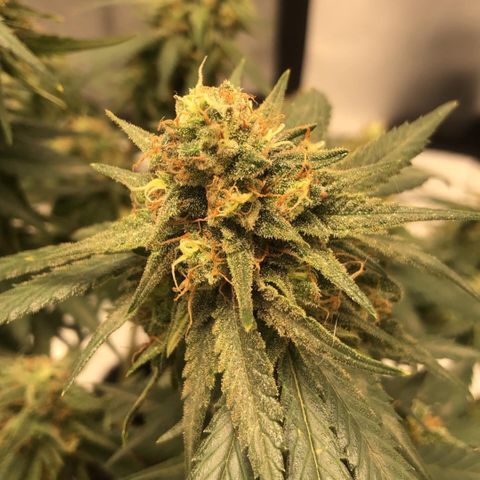 Super Lemon Haze growlog timeline photo