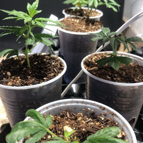 Super Lemon Haze - Clone 2º Geração growlog timeline photo