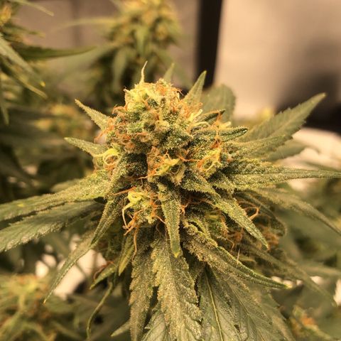 Super Lemon Haze growlog timeline photo