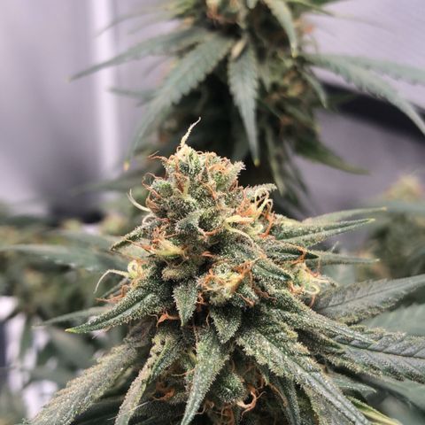 Super Lemon Haze growlog timeline photo