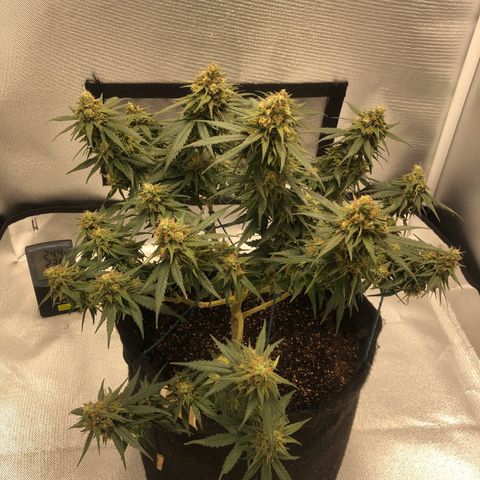 Super Lemon Haze growlog timeline photo