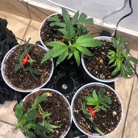 Super Lemon Haze - Clone 2º Geração growlog timeline photo