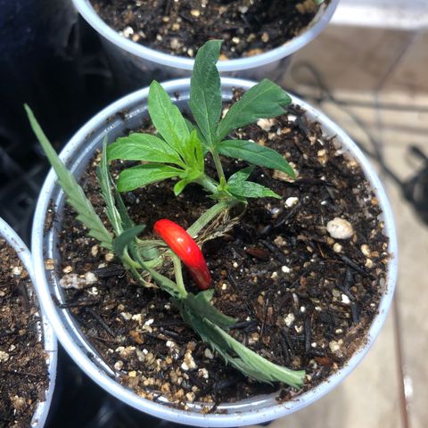 Super Lemon Haze - Clone 2º Geração growlog timeline photo