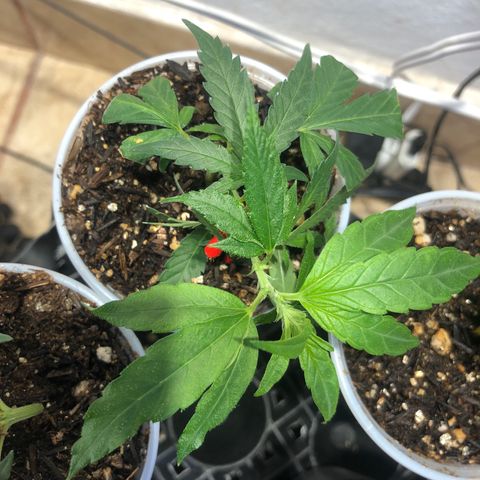 Super Lemon Haze - Clone 2º Geração growlog timeline photo