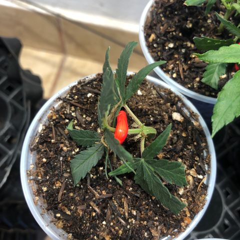 Super Lemon Haze - Clone 2º Geração growlog timeline photo