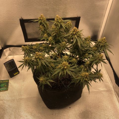 Super Lemon Haze growlog timeline photo
