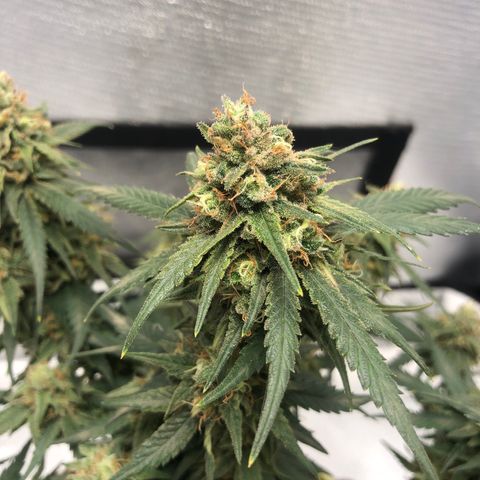 Super Lemon Haze growlog timeline photo