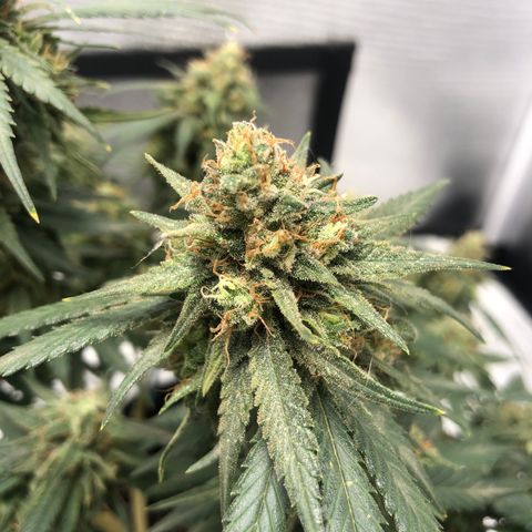 Super Lemon Haze growlog timeline photo