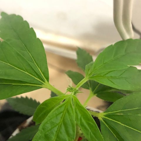 Super Lemon Haze - Clone 2º Geração growlog timeline photo