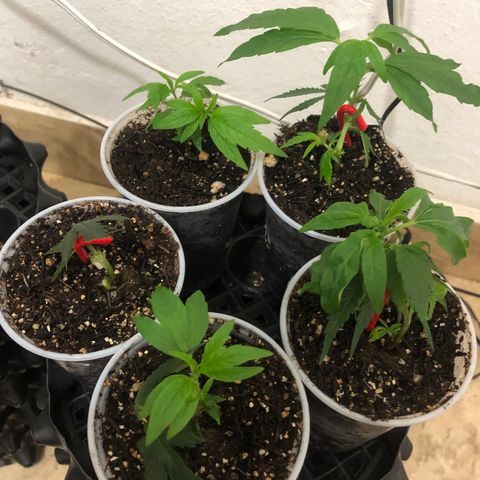 Super Lemon Haze - Clone 2º Geração growlog timeline photo