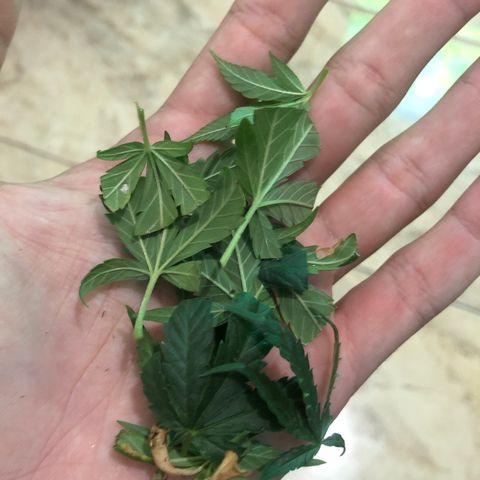 Super Lemon Haze - Clone 2º Geração growlog timeline photo