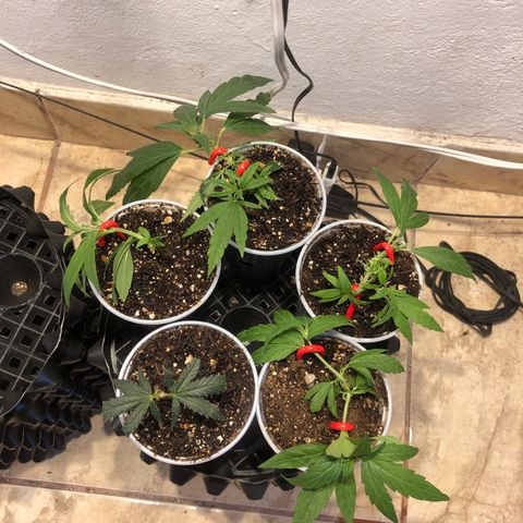 Super Lemon Haze - Clone 2º Geração growlog photo: Amarras ajustadas e rega pH 5,8
