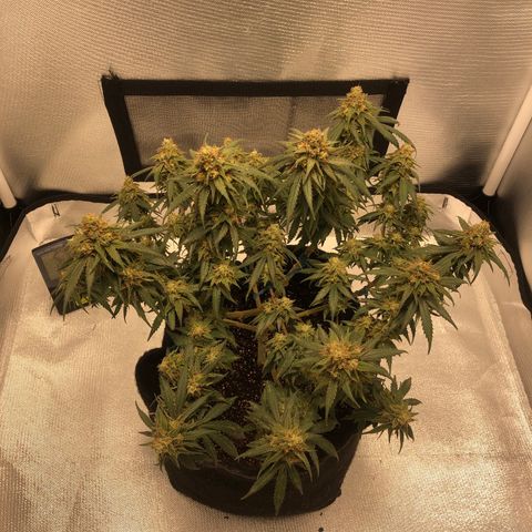 Super Lemon Haze growlog timeline photo