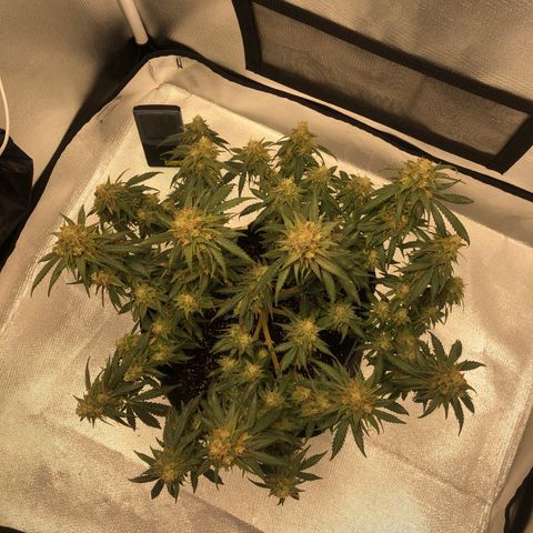 Super Lemon Haze growlog timeline photo