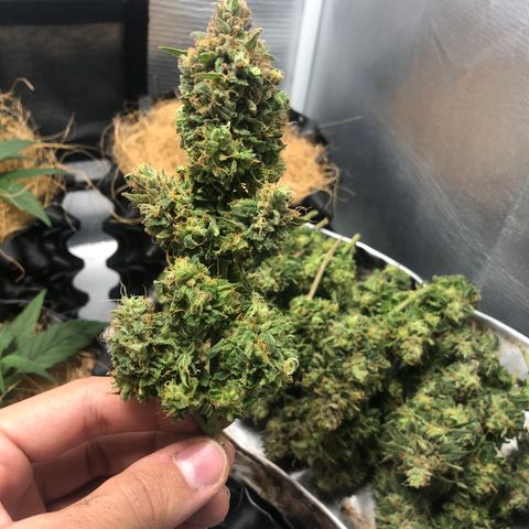 Super Lemon Haze growlog timeline photo