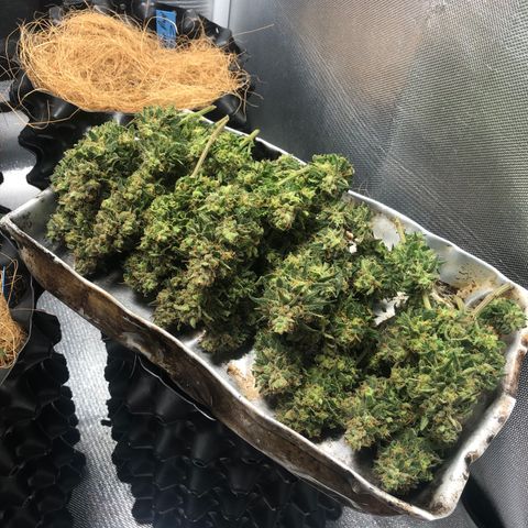 Super Lemon Haze growlog timeline photo