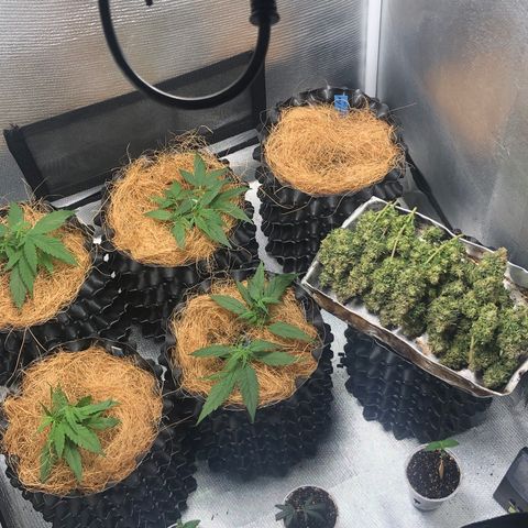 Super Lemon Haze growlog timeline photo