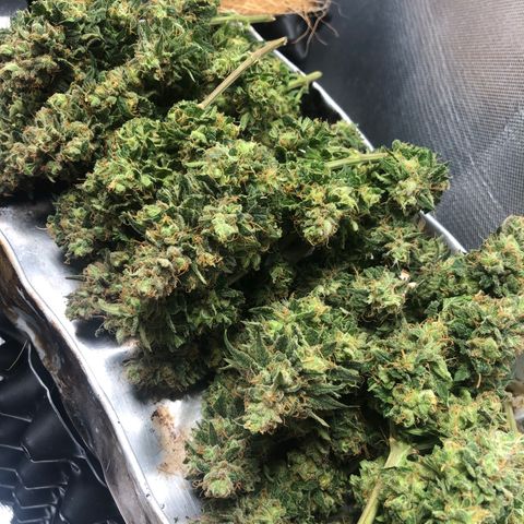 Super Lemon Haze growlog timeline photo